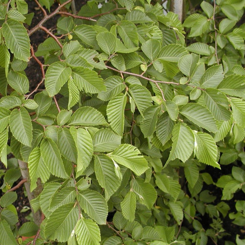 Ostrya japonica