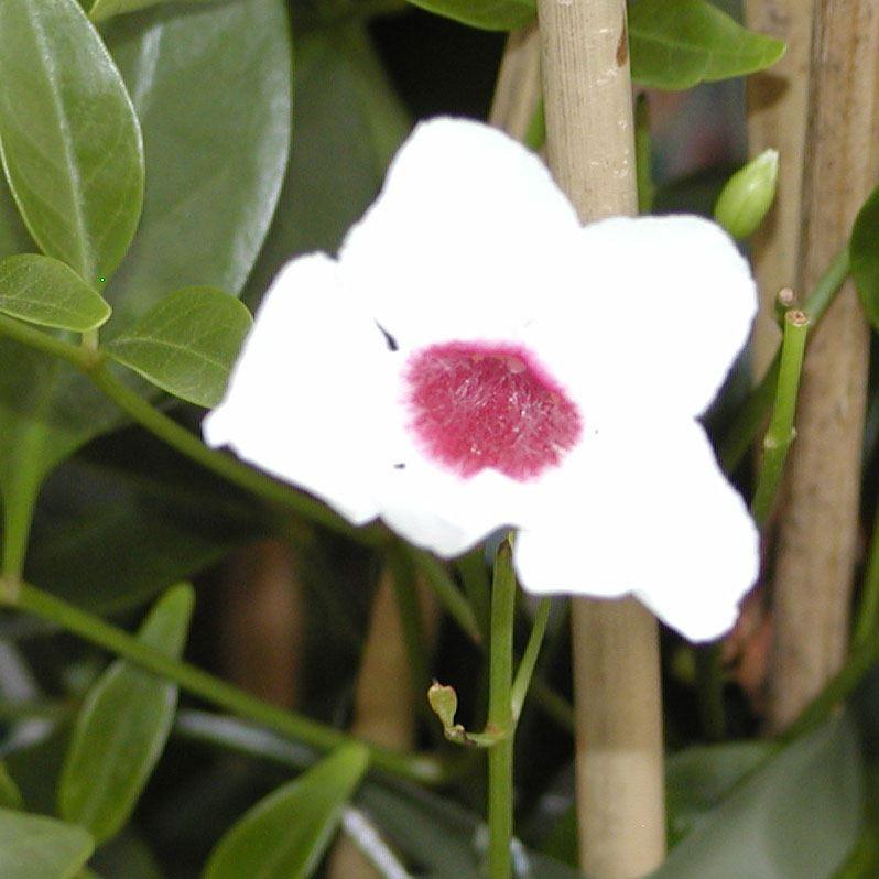 Pandorea jasminoides