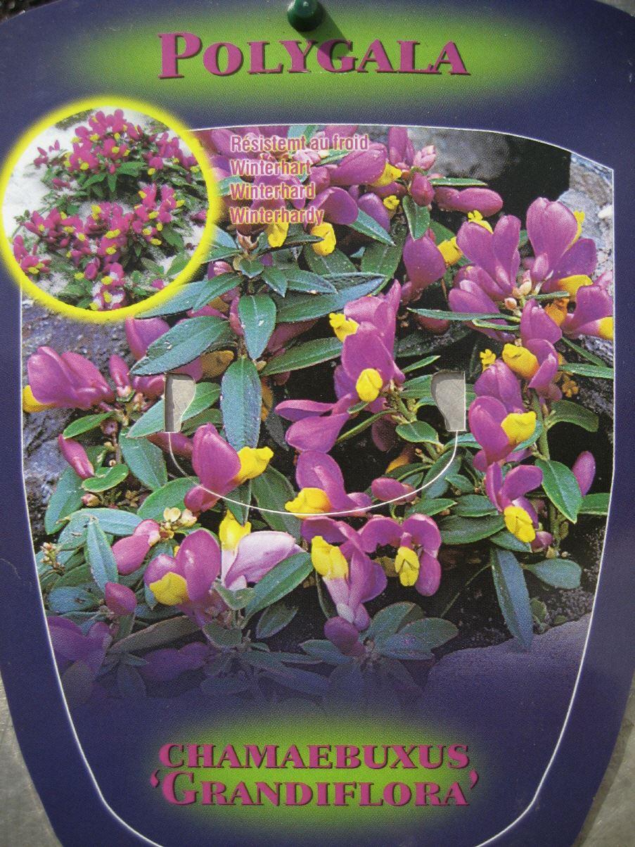 Polygala chamaebuxus var grandiflora