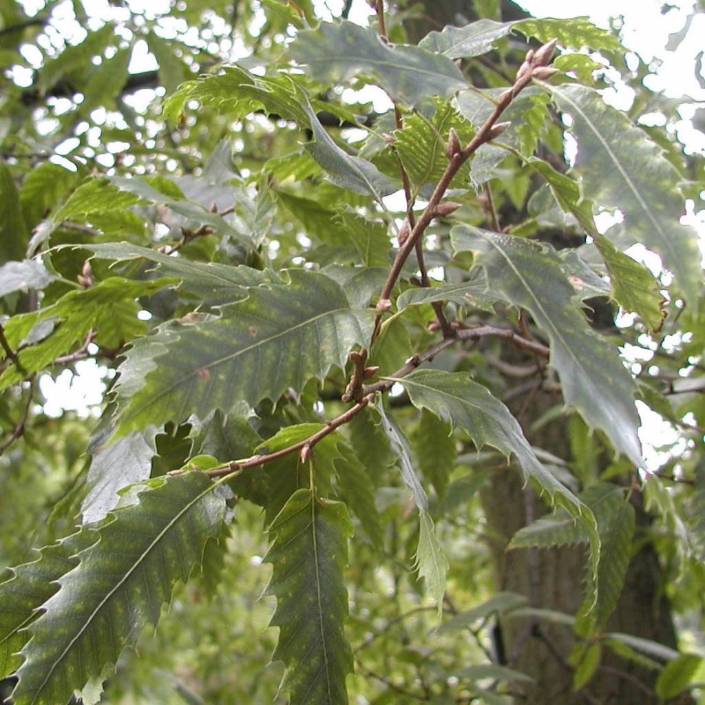 Quercus libani