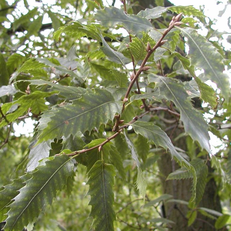Quercus libani
