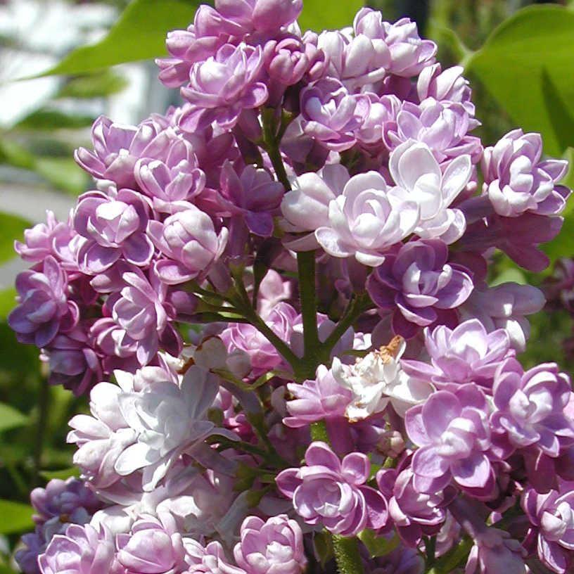 Edelflieder 'Michel Buchner'