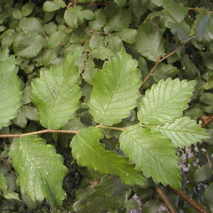 Kaukasische Zelkove (Zelkova carpinifolia, Syn.: Z