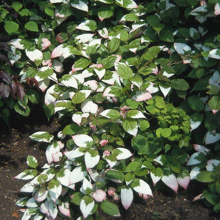 Actinidia kolomikta