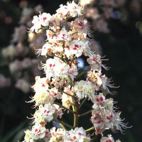 Aesculus hippocastanum   