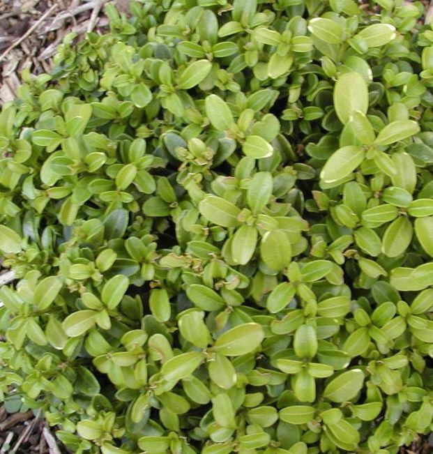 Buxus microphylla 'Curly Locks'