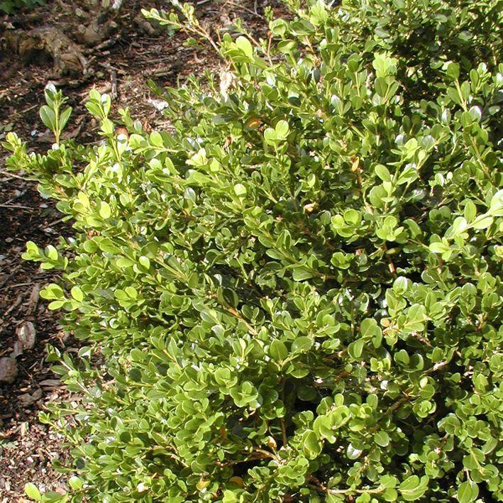 Buxus microphylla 'Green Beauty'