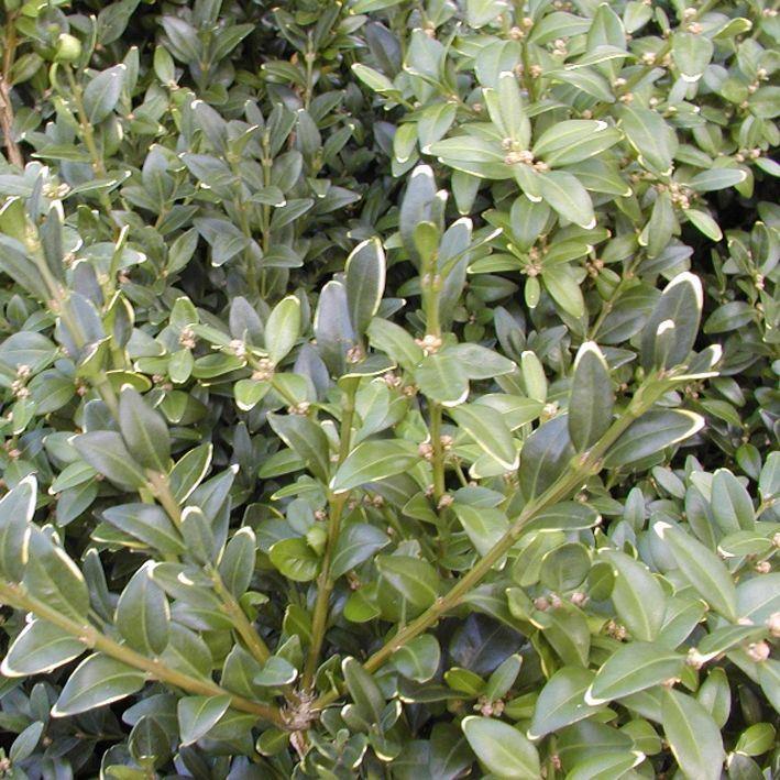 Buxus microphylla 'Hohmann'