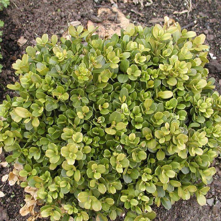 Buxus microphylla 'Morris Midget'