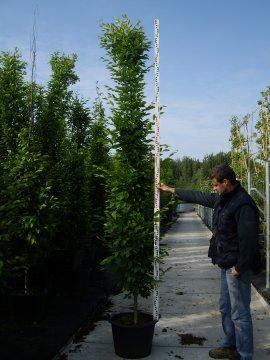 Carpinus betulus 'Fastigiata'