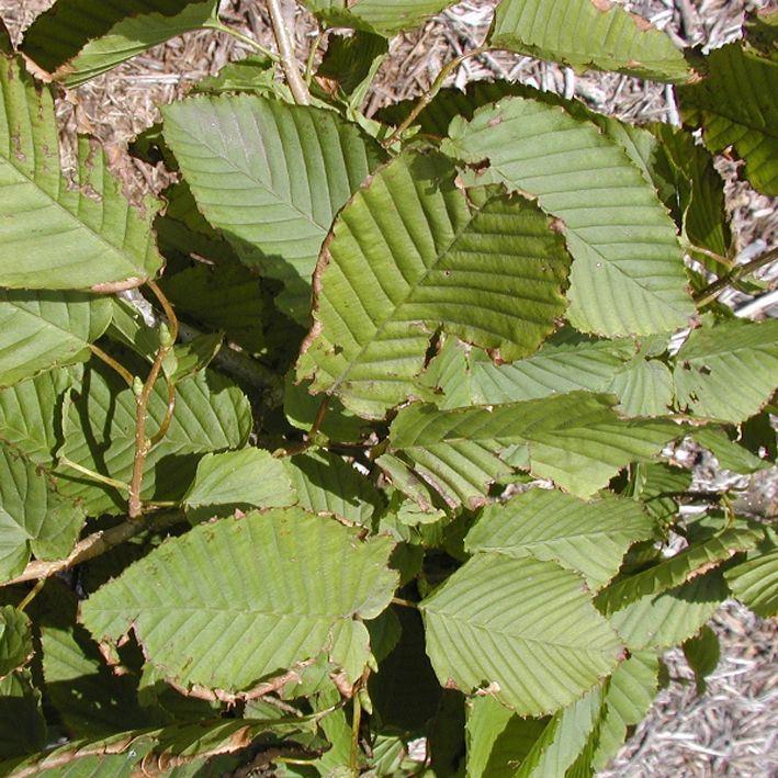 Carpinus cordata