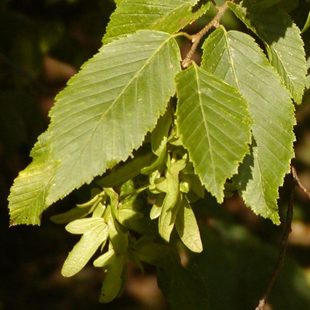 Carpinus tschonoskii