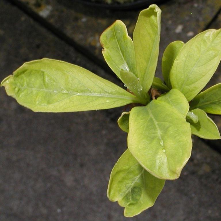 Edgeworthia chrysantha Grandiflora