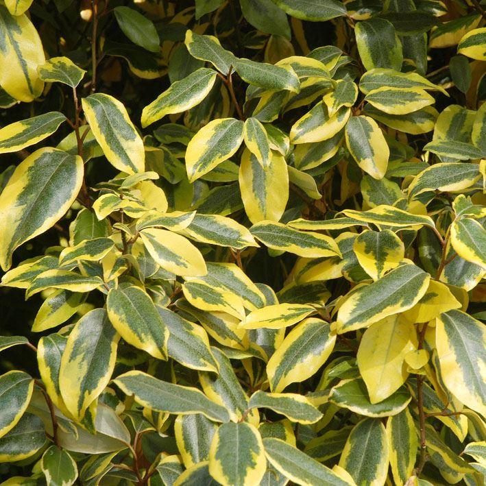 Elaeagnus ebbingei 'Limelight'