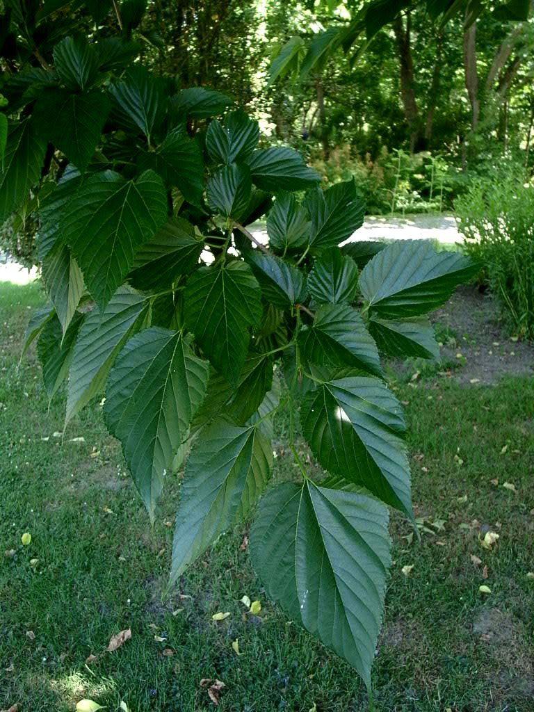 nur zeitweise auf Anfrage Lieferbar