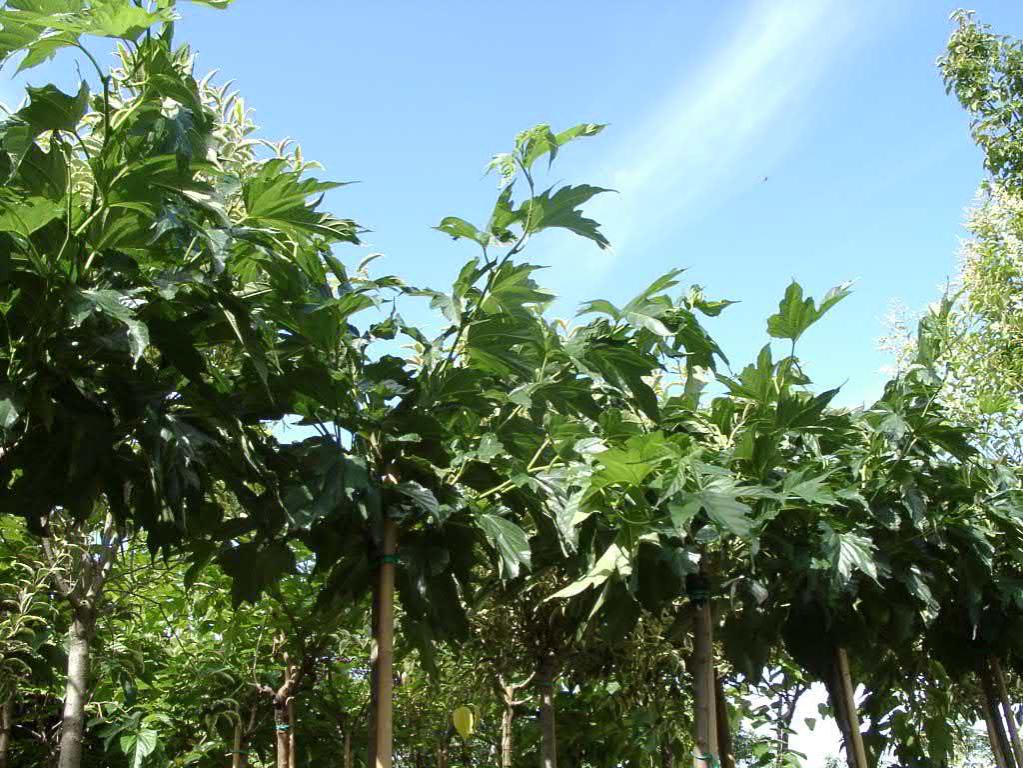 nur zeitweise auf Anfrage Lieferbar