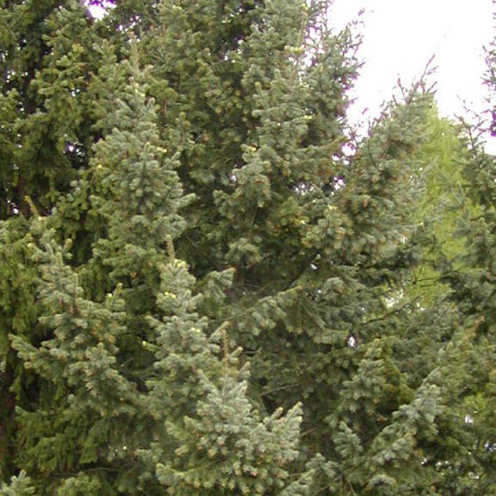 Silberblaue Douglasfichte