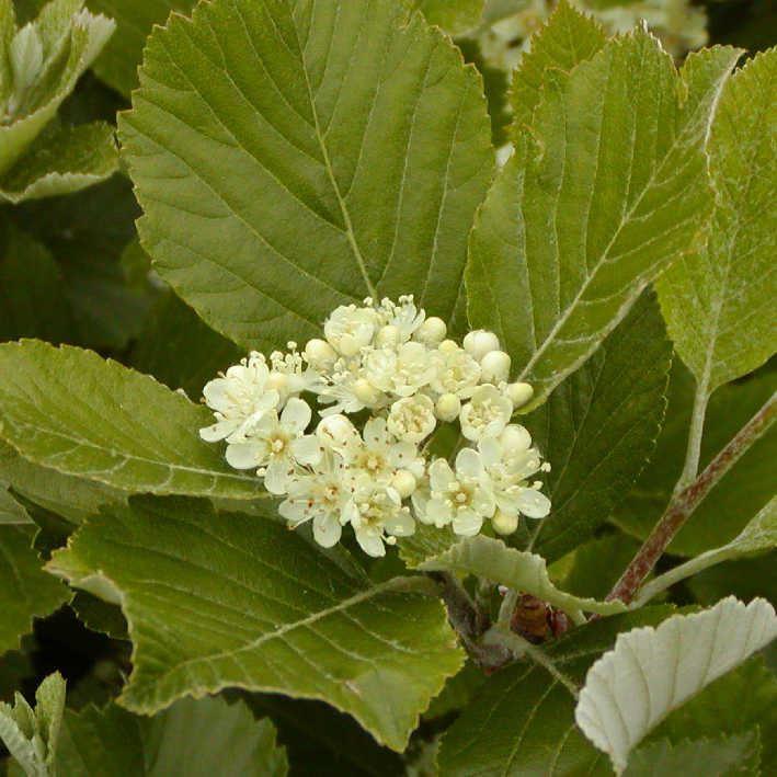 Sorbus aria Chermesina