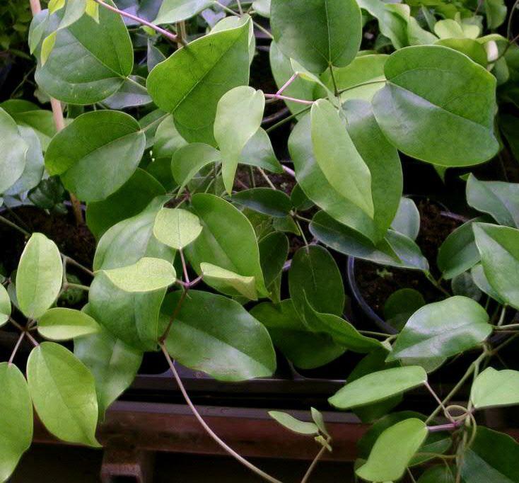 Stauntonia hexaphylla