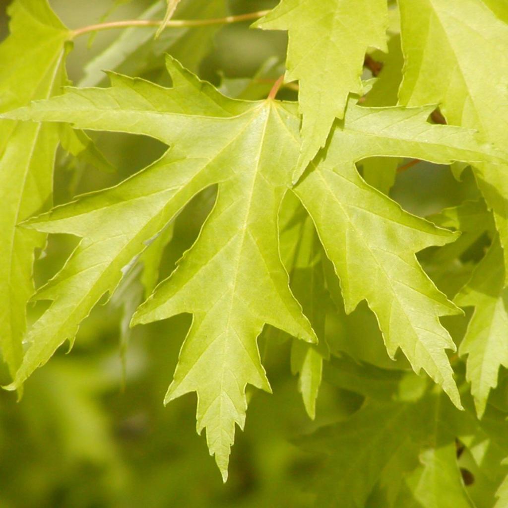Acer saccharinum 'Pyramidale'