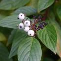 Cornus alba Sibirica Sibirischer Hartriegel