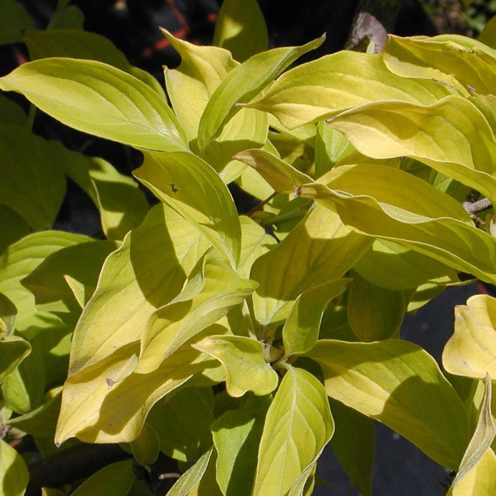 Cornus mas`Aurea'