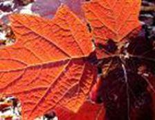 Hydrangea quercifolia