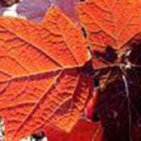 Hydrangea quercifolia