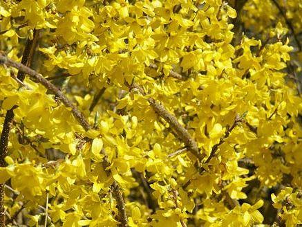 Forsythia intermedia 'Lynwood'