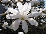 Magnolia stellata