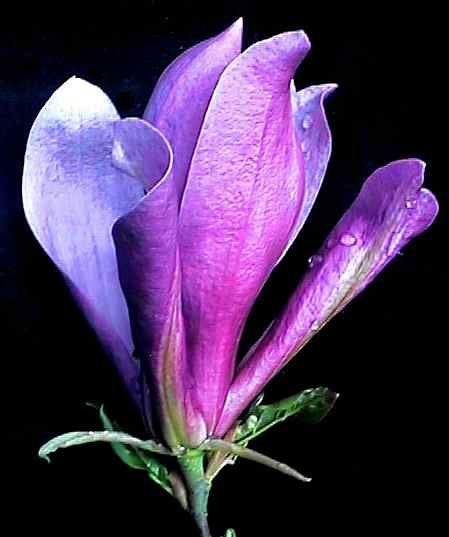 Magnolia liliiflora 'Susan'