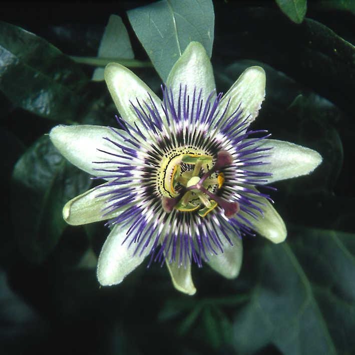 Passiflora caerulea