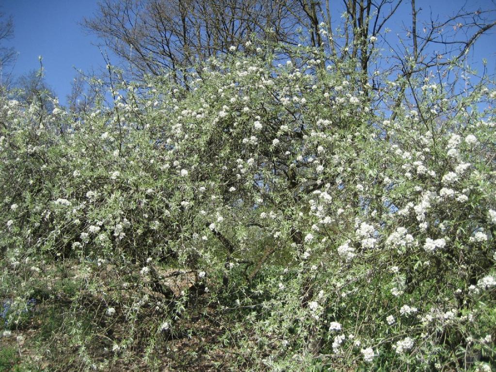 Pyrus salicifolia 'Pendula'