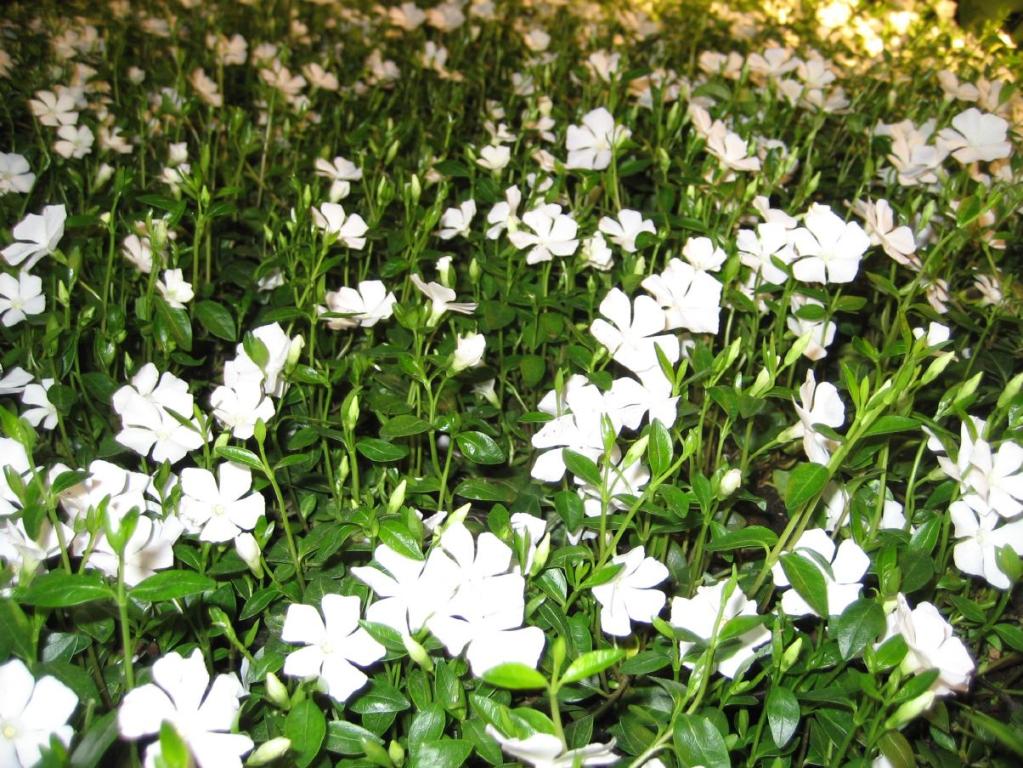 Vinca minor Alba