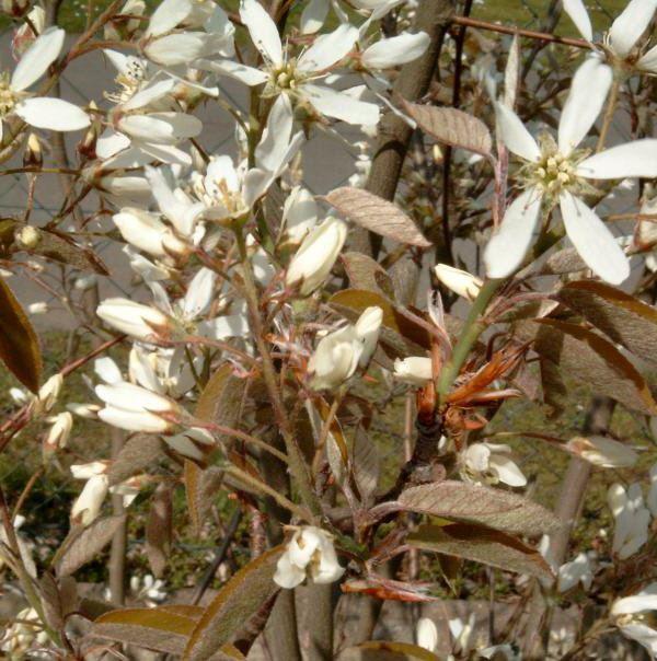 Amelanchier ovalis Gewöhnliche Felsenbirne