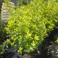 Japanischer Spindelstrauch