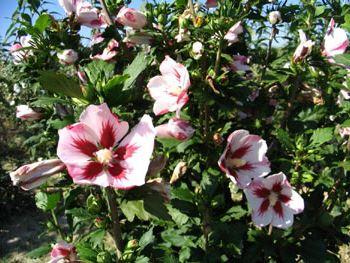 Hibiscus syriacus 'Hamabo'
