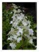 Hydrangea paniculata 'Kyrushu'