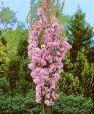 Prunus serrulata 'Amanogawa'