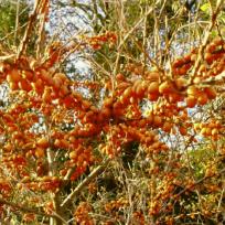 Heimische Futterpflanzen für unsere Vögel