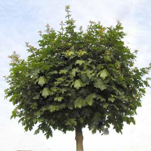 (Besonderes zierliche) Bäume für kleine Gärten