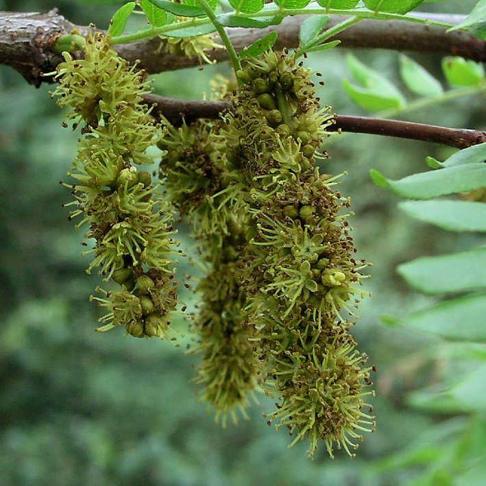 Lederhülsenbaum 'Sunburst'