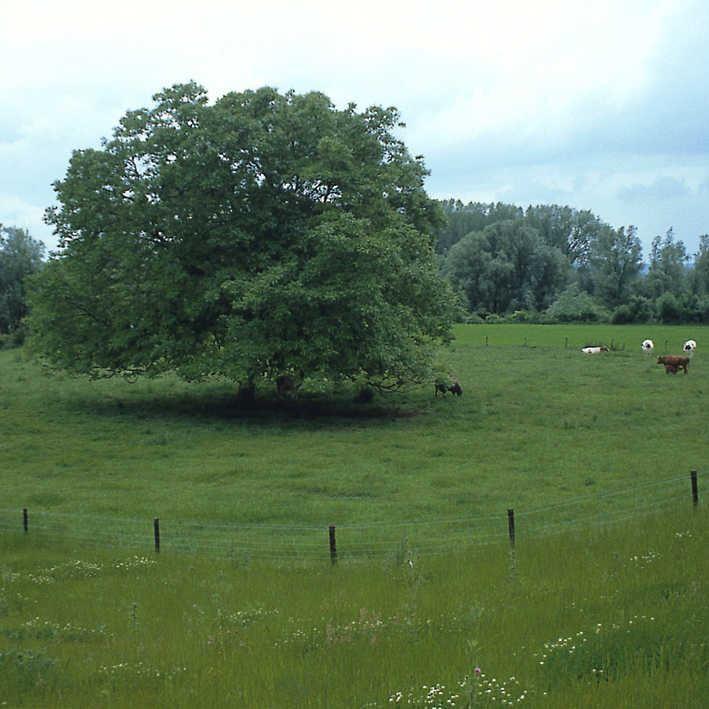 Juglan regia Franquette veredelt