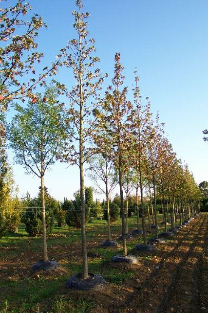 Liquidambar styraciflua