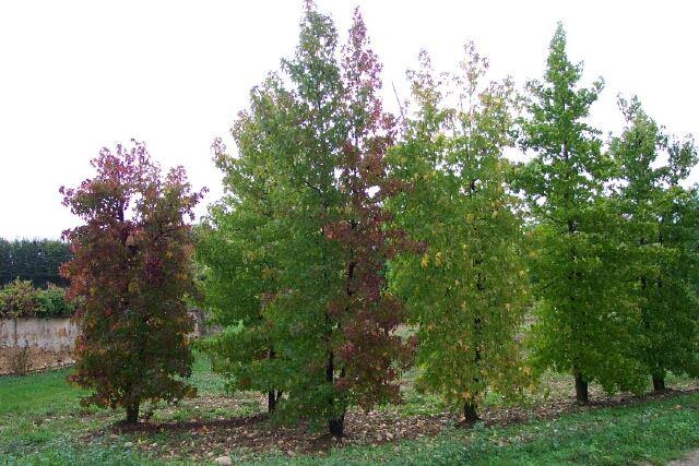 Liquidambar styraciflua