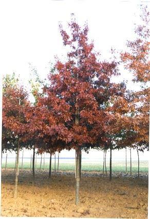 Quercus coccinea