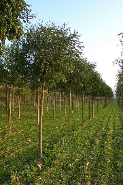 Krone ist sehr schnittverträglich 