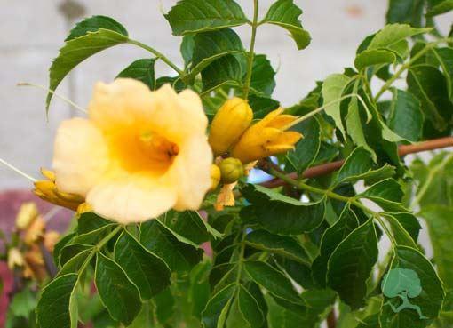 Campsis radicans Flava