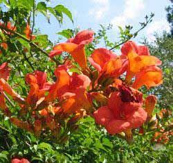 Campsis tagliabuana "Mme. Galen"