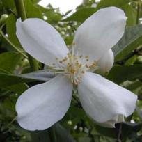 Europäischer Pfeifenstrauch